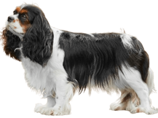 Cavalier King Charles Spaniel Club Lithuania