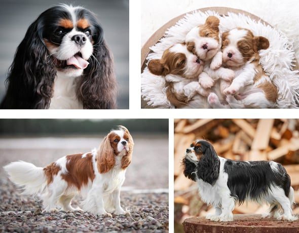 Cavalier King Charles Spaniel Club Lithuania 4