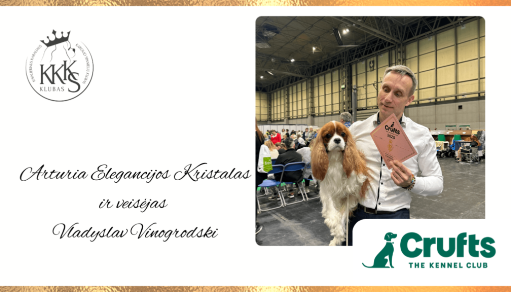 Cavalier king charles spaniels club puikus klubiecio pasiekimas prestizineje crufts parodoje