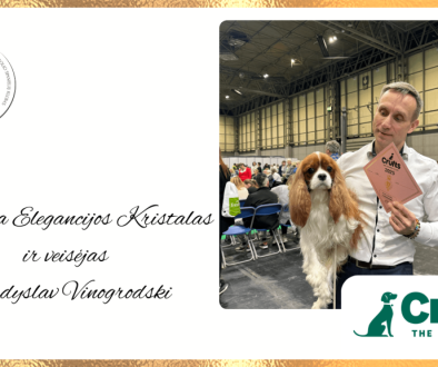 Cavalier king charles spaniels club puikus klubiecio pasiekimas prestizineje crufts parodoje