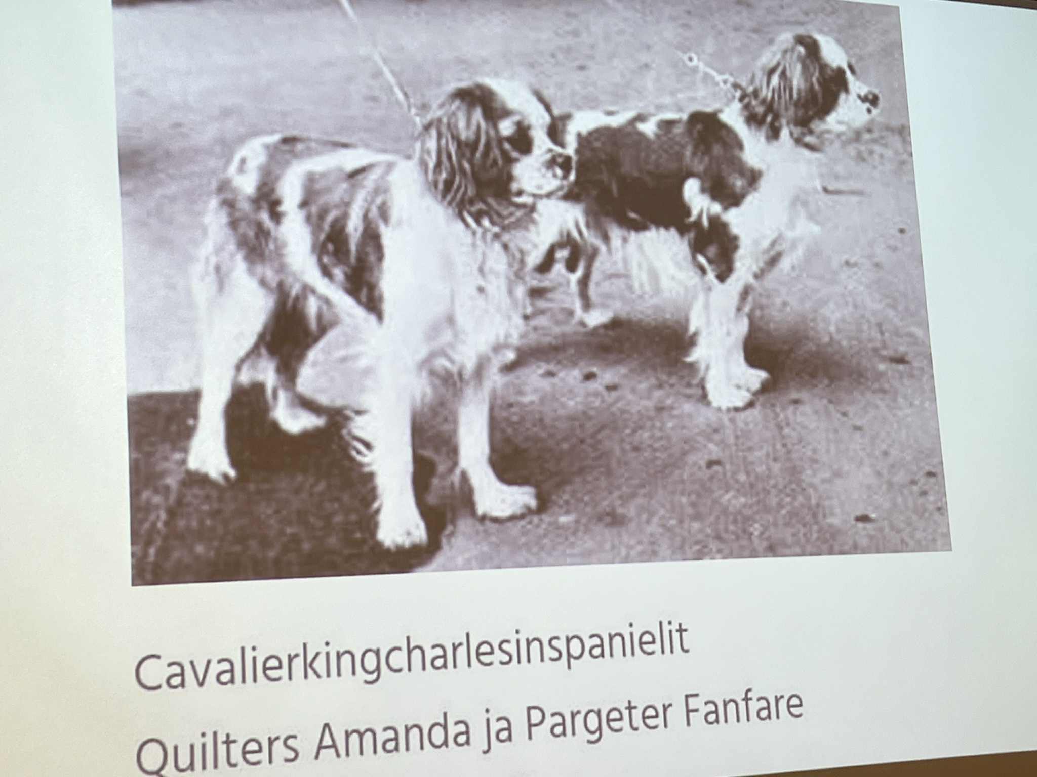Taip atrodė pirmieji kavalieriaus karaliaus Karolio spanieliai atvežti į Suomiją